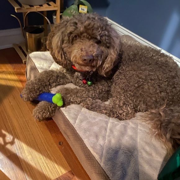 Meet your Posher, Holly - Picture 13 of 15